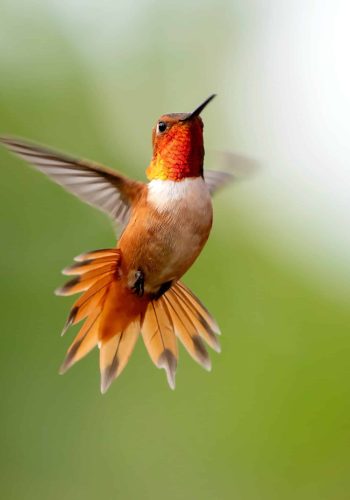 Colibri 1